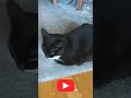 Cute Tuxedo Cat