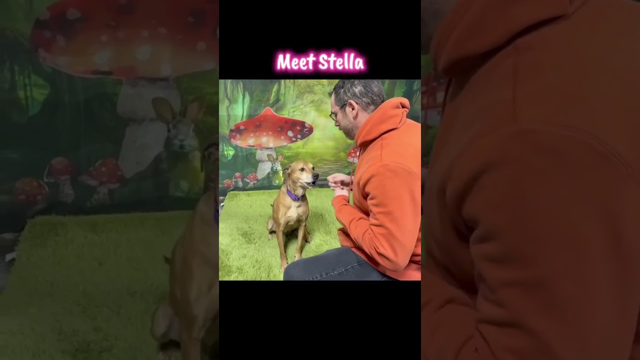 Enlarge Stella, a Adoptable mixed breed in Plain City, OH video 6/6