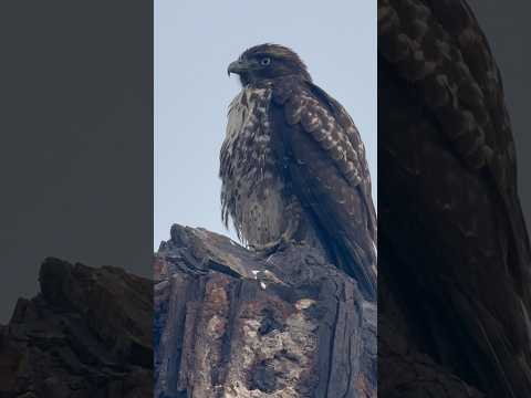 Red Tailed Hawk Sutro Baths, San Francisco