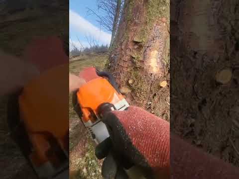 Steven Wilson STIHL MS391