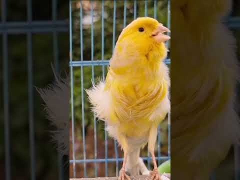 Canário do Reino - Canto do Canário Belga para Treinamento