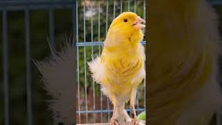 Download lagu Canário do Reino - Canto do Canário Belga para Treinamento mp3 Download lagu Canário do Reino - Canto do Canário Belga para Treinamento mp3