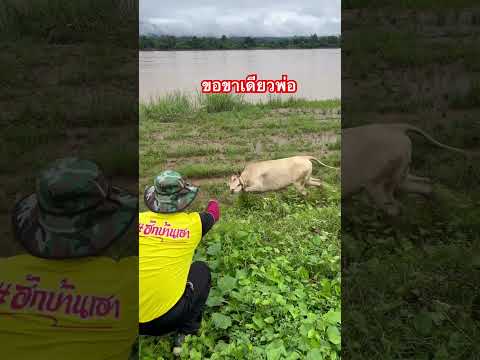 #ขอขาเดียว#แบบบ้านๆ #อ้ายหำแหล้