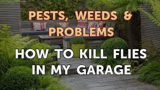How to Kill Flies in My Garage