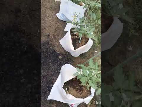 観葉植物用の天然肥料を作るにはどうすればよいですか？ベスト 5 のアイデア  庭園