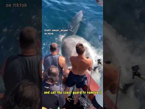 30ft GIANT SHARK. Coast guard was called. #viral #shark #fishing