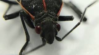 Are Box Elder Bugs Temporary Pests