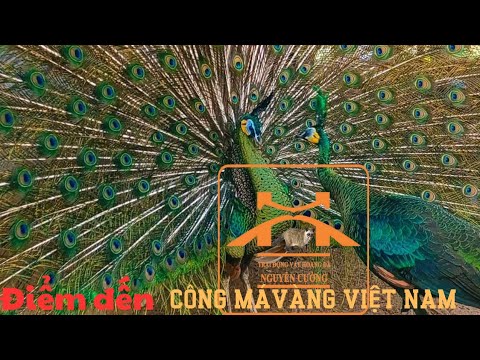 chim công ấn ,trích cố