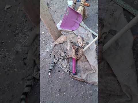 29 de janeiro de 2026