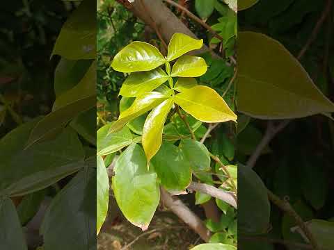 Ice Cream Bean "Inga Edulis" tree over 20 feet tall