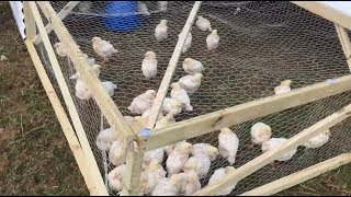 Building shelters for Pasture Chickens