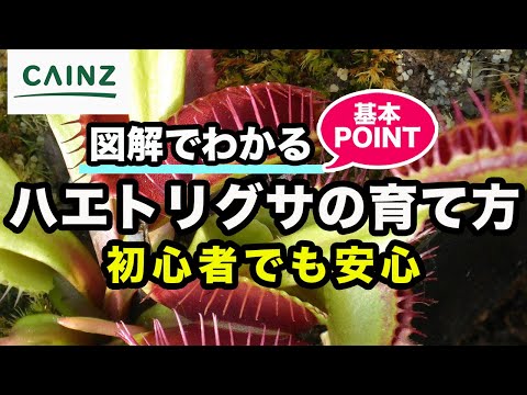 Lychnis viscaria 'Frou Frou Double Pink'、ジャンセニスト カーネーション、ハエトリソウ、Lychnis viscaria