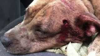 Puppycide: A Symptom of the Police State