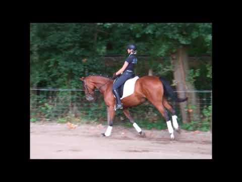 LEONIE 5j. Holst. St. v. Leovisto - Ramiro for sale VB 6.000,- Euro