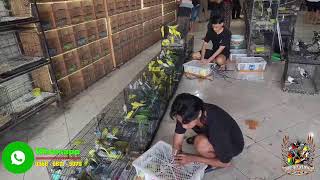 Download lagu UPDATE STOK BURUNG DI KIOS BARU - JALAK SUREN - PARKIT - KENARI - KACER - CENDET DLL mp3