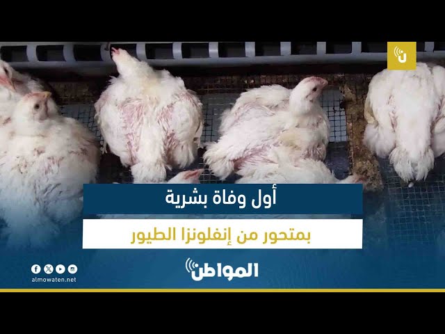 أول وفاة بشرية بمتحور من إنفلونزا الطيور
