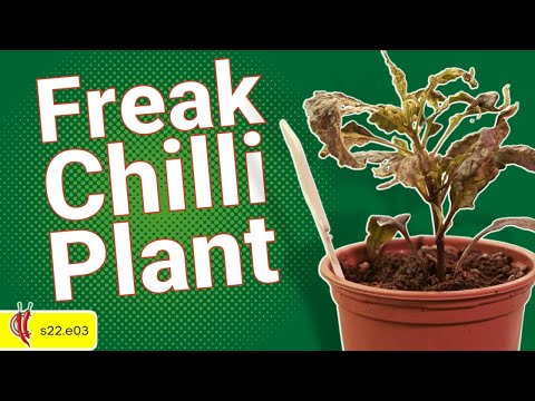 , title : 'Freak Chilli Plant! Chilli Garden update (s22e03)'