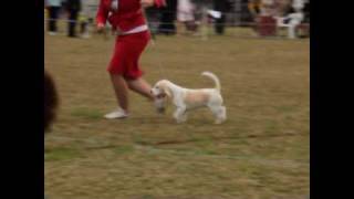 Baldev Platinum Blonde - "Blondie"