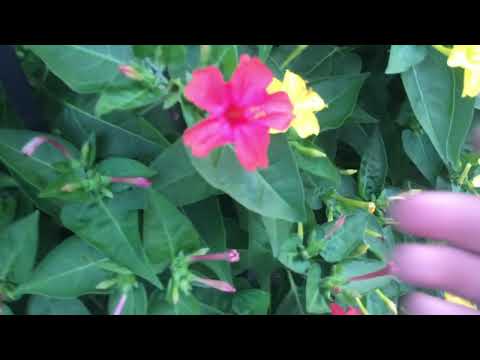 Akşam Sefası Çiçeğinin Tohumları Ne Zaman Alınır ve Ne zaman Ekilir