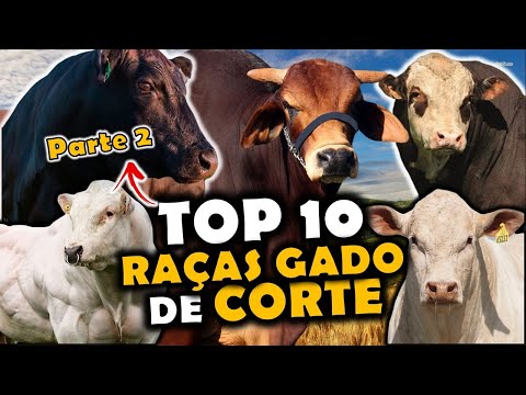 AS 10 PRINCIPAIS RAÇAS DE GADO DE CORTE NO BRASIL - Parte 2 (TOP 10 RAÇAS)