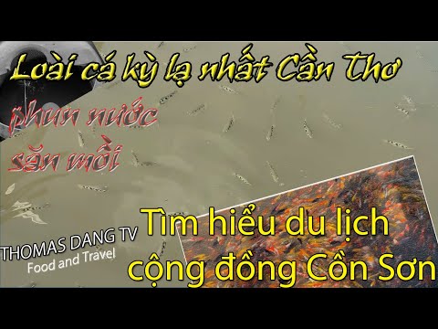 Du Lịch Việt Nam #36 Kỳ lạ loài cá phun nước săn mồi