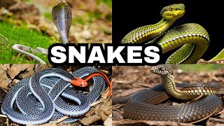 Snakes | All About Snakes for Kids: Learn about Snakes for Children | World of Snakes