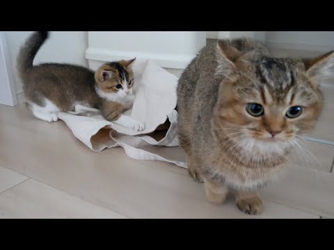 Cute cat Charo was found hiding in a tote bag by kitten Nico.