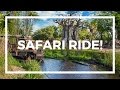 Kilimanjaro Safaris At Disney S Animal Kingdom