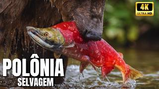 ❄️ No Coração Gelado da Polônia: Como os Gigantes Resistiram ao Tempo - Natureza Selvagem Europeia