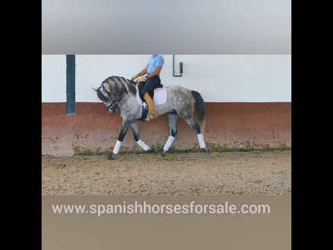 SOLD Piro free PRE stallion 2015 165cm REF: 252