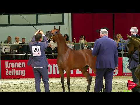 N 20 D SHAKHAT   Wels 2019   Yearling Colts Class 2A