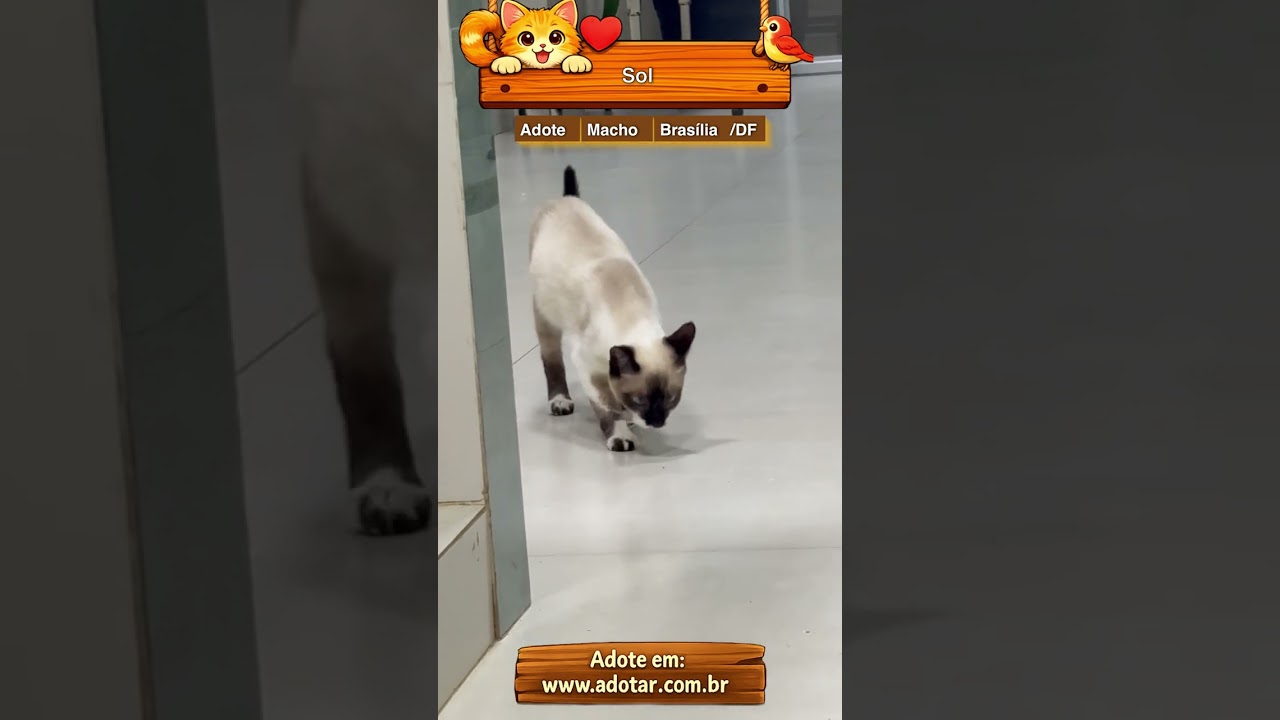 Gato raça Siamês idade 2 a 6 meses nome Sol