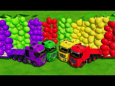 LOAD COLORFUL GRAPES AND TRANSPORT WITH MERCEDES TRUCK & JCB TRACTORS - Farming Simulator 22