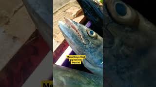 Download lagu Menariknya lihat gigi runcing ikan ini #shorts #ikansegar #gigi #ikan #pasarikan #fish #fishmarket mp3