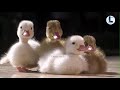 CUTE DUCKLINGS VIDEO COMPILATION FUNNY DUCKS ARE CUTE ESPECIALLY BABY DUCKS QUACKING SUARA ANAK ITIK