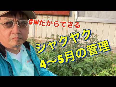 園芸 シャクヤク、シャクヤク