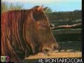 HP Sauce Singing Cow 1994