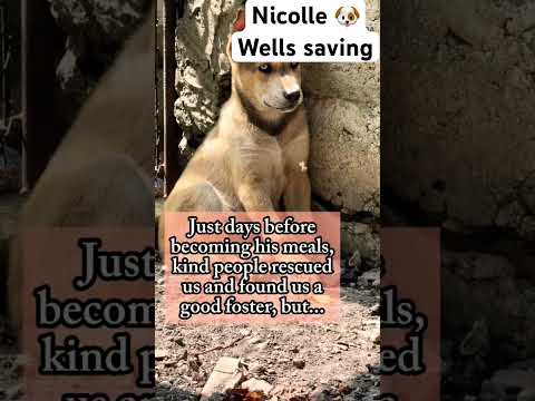 For any help consider donating link in bio to save a stray life in Los Angeles #rescuelife