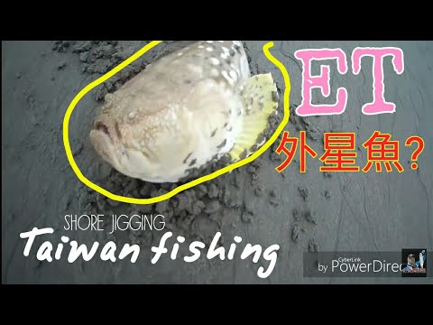 披肩瞻星魚