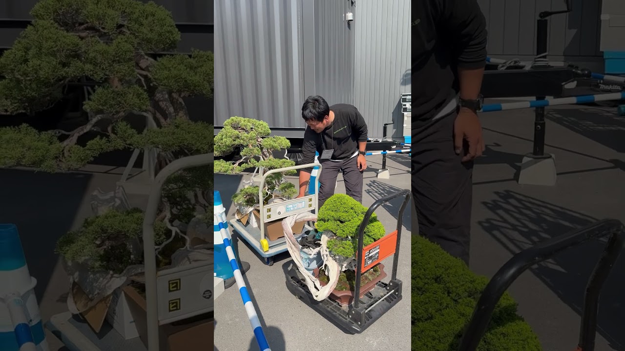 盆栽職人Toshi オフィシャルウェブサイト | Bonsai Artist Toshi