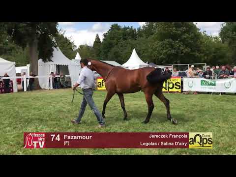 Show AQPS Lion 2017 : Lot 74 - Fazamour