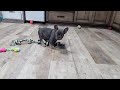 French Bulldog dogs for sale: Flynn - Video 1