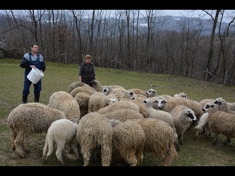 Stocari iz Sipulje -  Razgovori pokraj puta - Obicaji Radjevine - Dobrivoje i Dobrila Pantelic