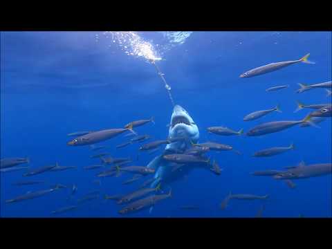 Guadalupe Great White Sharks - Nautilus Belle Amie