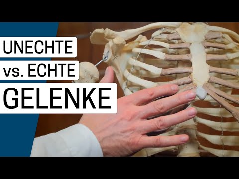 Was unterscheidet echte von unechten Gelenken in unserem Körper?