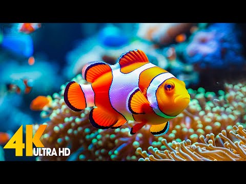 Aquarium 4K VIDEO (ULTRA HD) ???? Beautiful Coral Reef Fish - Relaxing Sleep Meditation Music #46