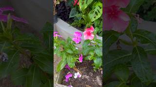 FIZ UMA LINDA JARDINEIRA DE VINCA