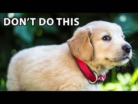 10 Mistakes First-Time Golden Retriever Puppy Owners Make