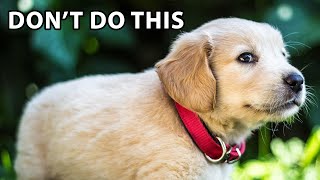 10 Mistakes First-Time Golden Retriever Puppy Owners Make