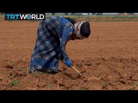 The War in Syria: War transforms women's role in workforce